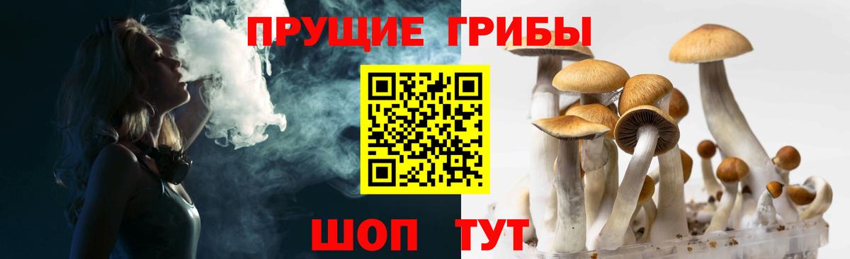 Городец  Псилоцибиновые грибы Psilocybine cubensis  Вход с VPN 